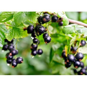 Ríbezľa čierna (Ribes nigrum) ´TITANIA´ - stredne skorá, výška 50-80 cm, kont. C1.5L/C2L - KRÍKOVÁ
